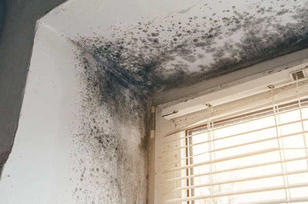 Affordable Attic Mold Remediation solutions in Moyock, NC